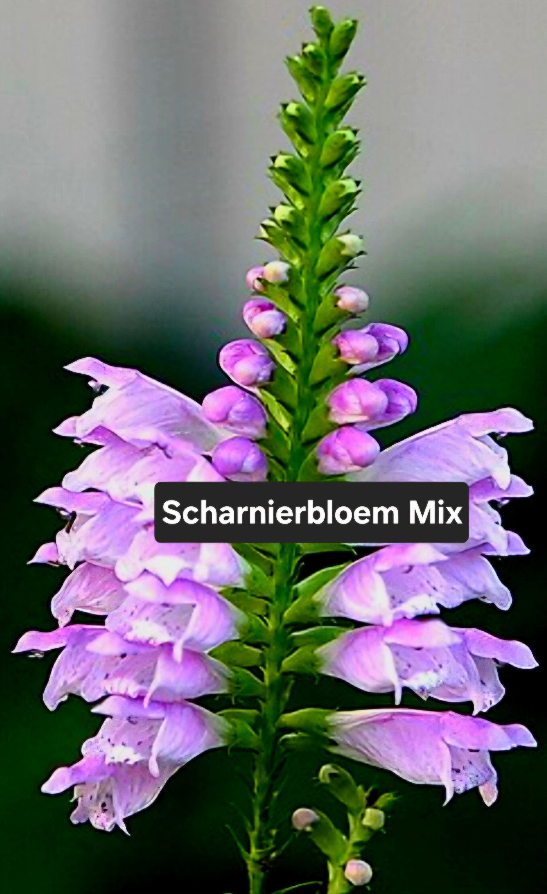 Scharnierbloem Mix