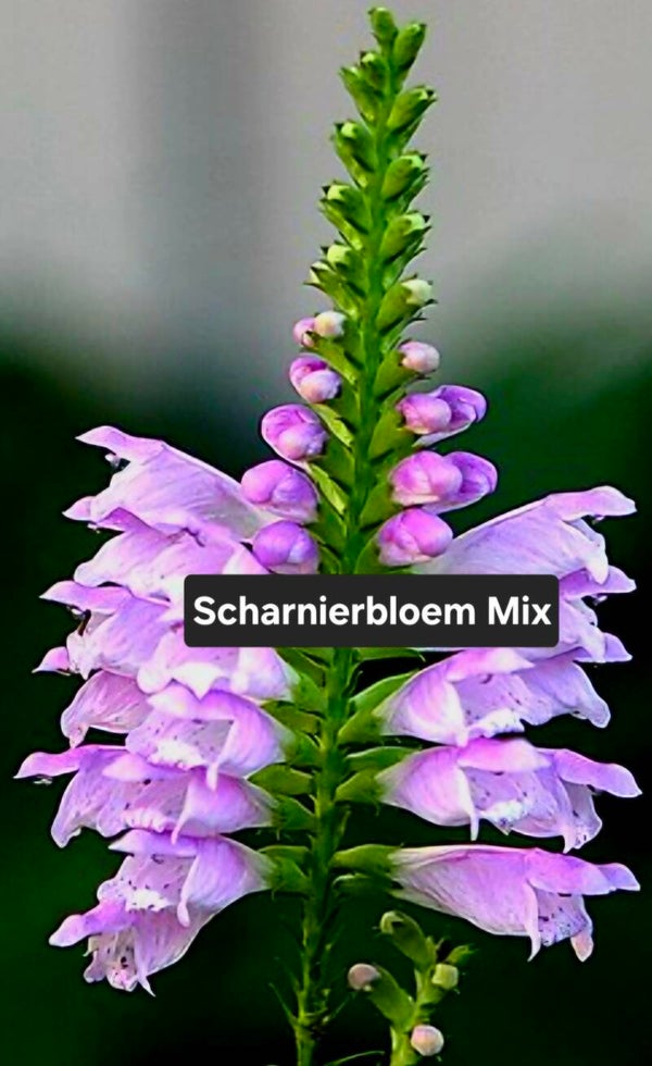 Scharnierbloem Mix