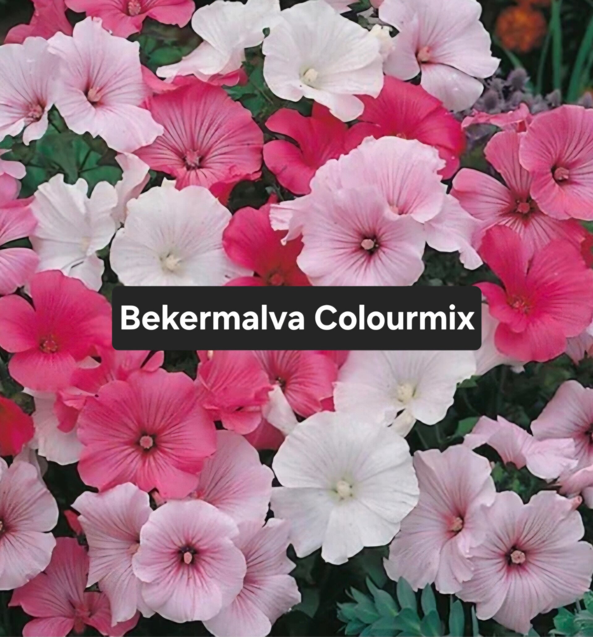 Bekermalva Colourmix
