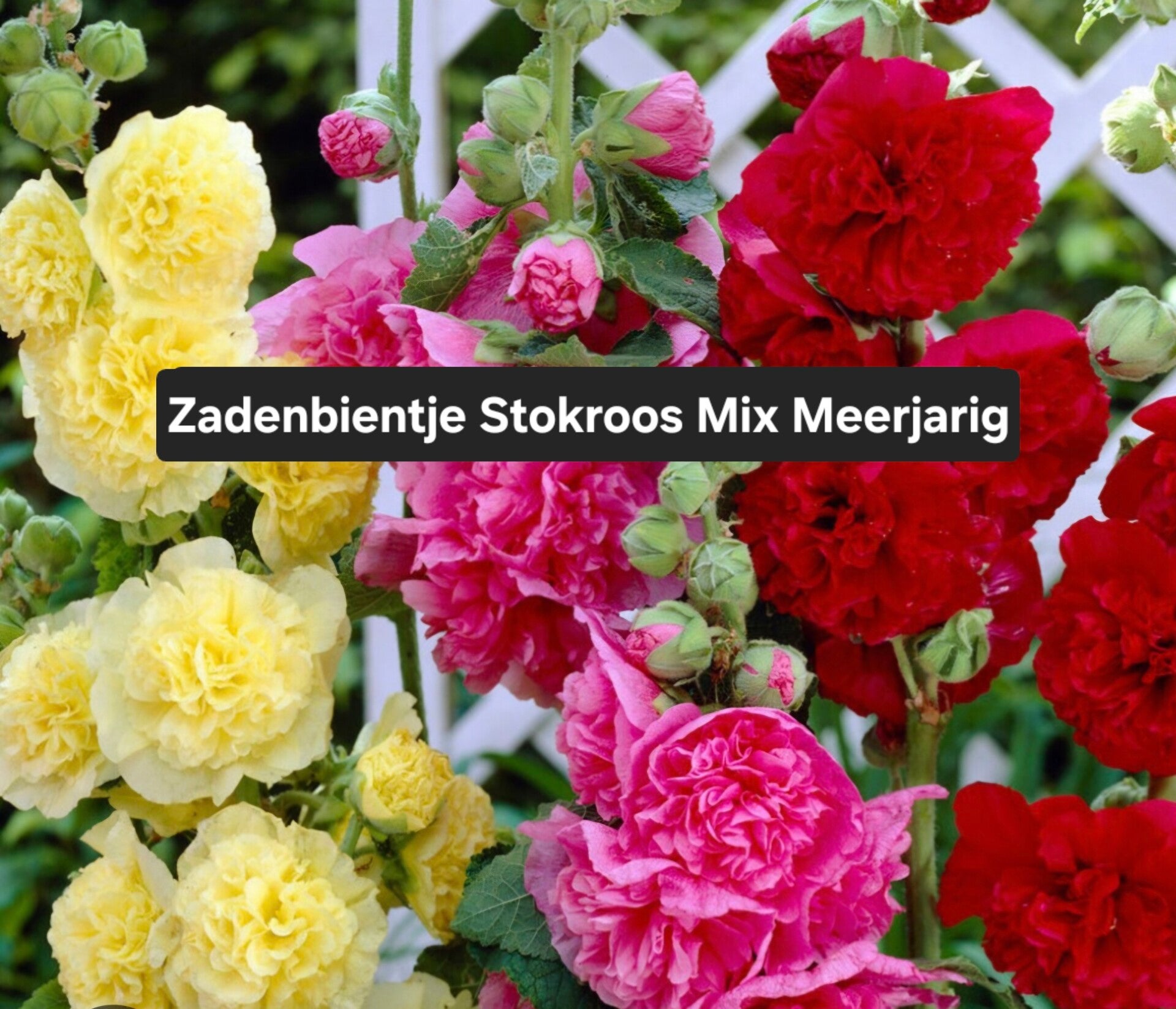 Zadenbientje Stokroos Mix Meerjarig