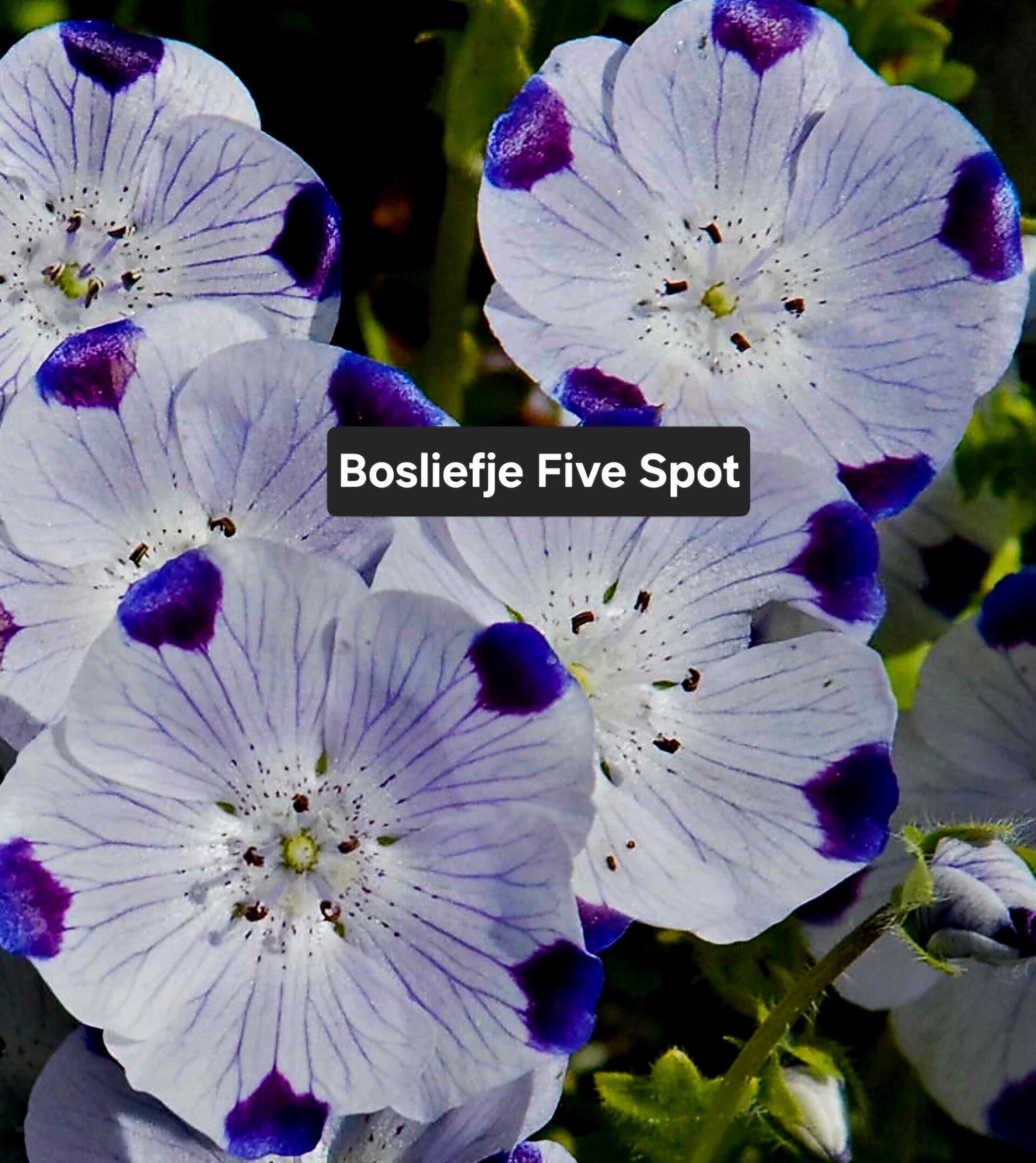Bosliefje Five Spot