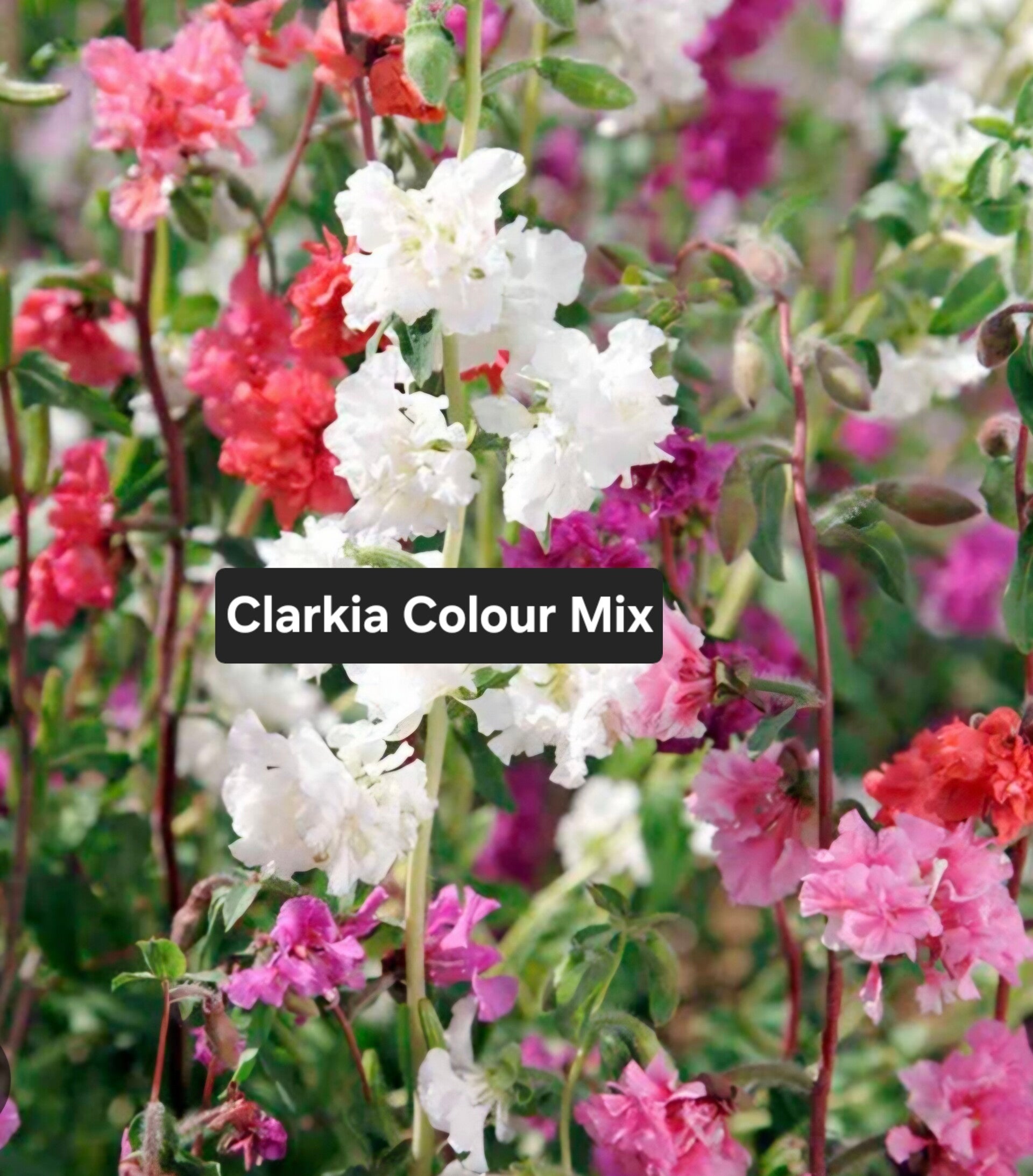Clarkia Colour Mix