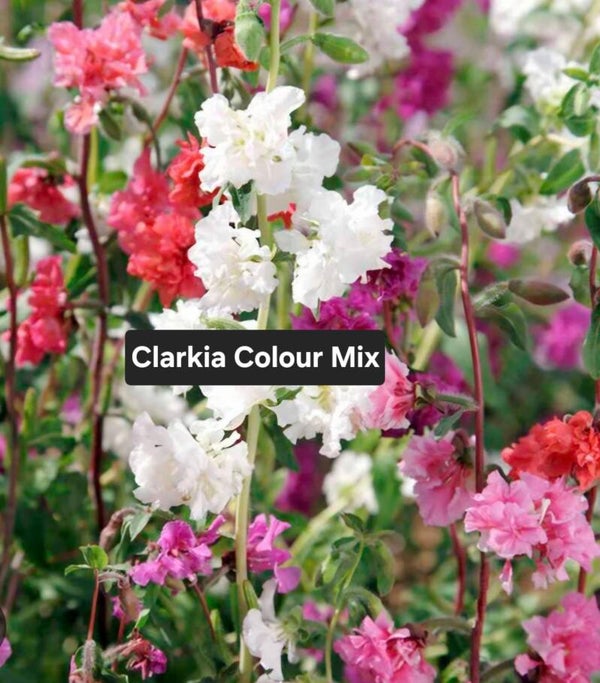 Clarkia Colour Mix
