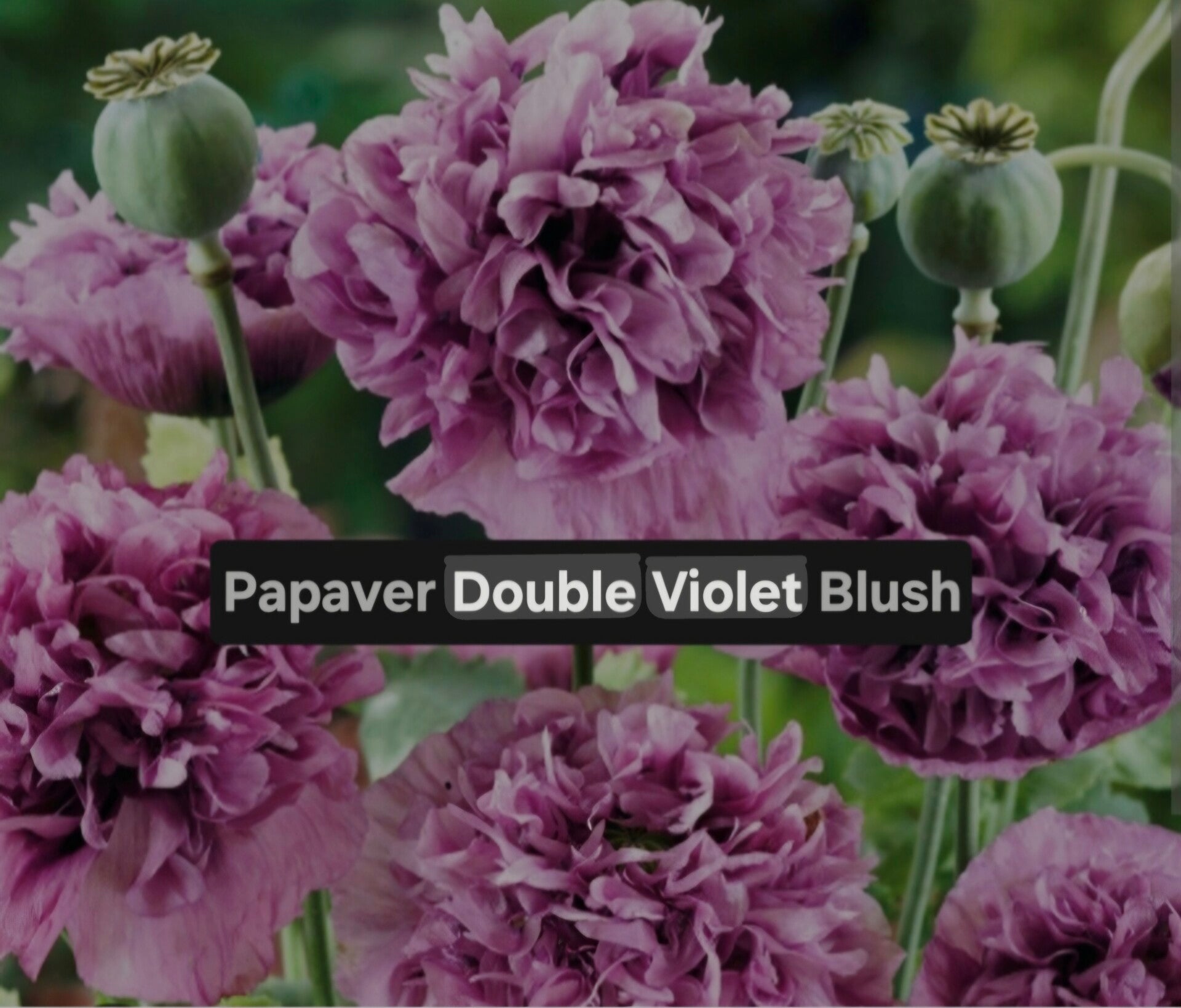Papaver Double Violet Blush