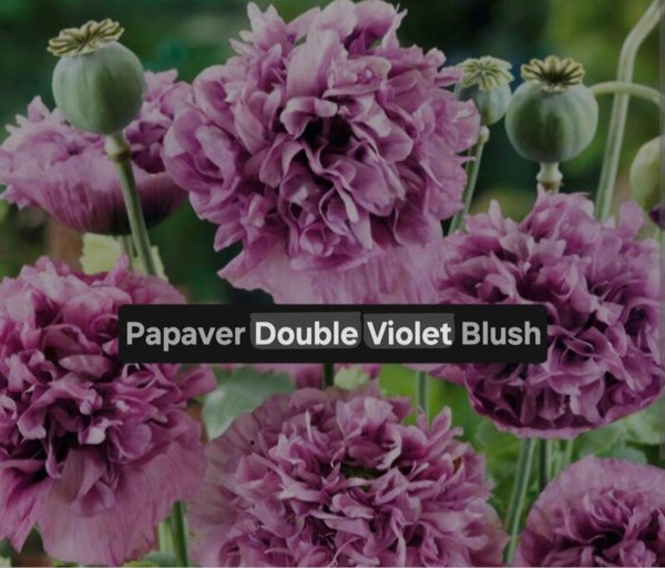 Papaver Double Violet Blush