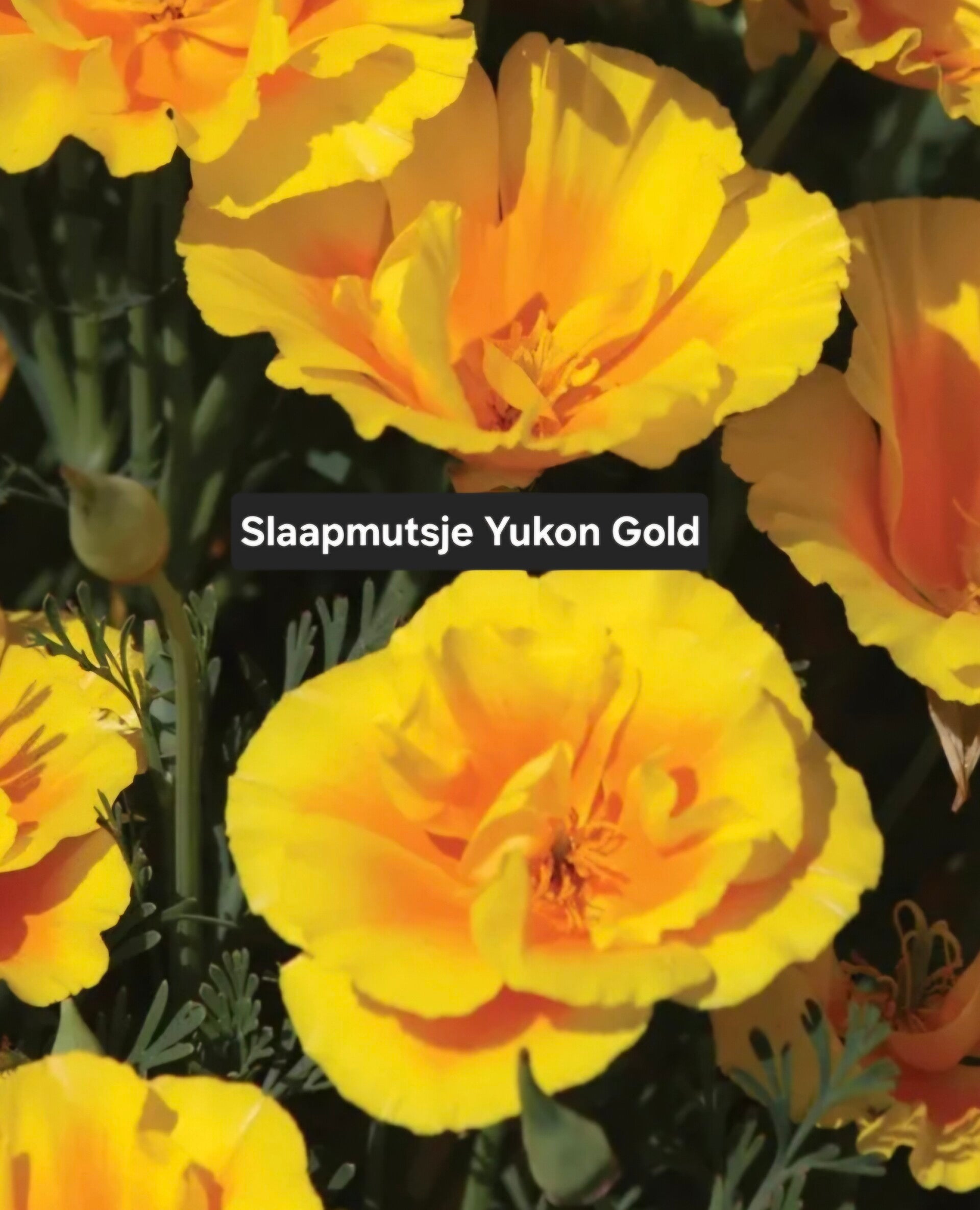 Slaapmutsje Yukon Gold