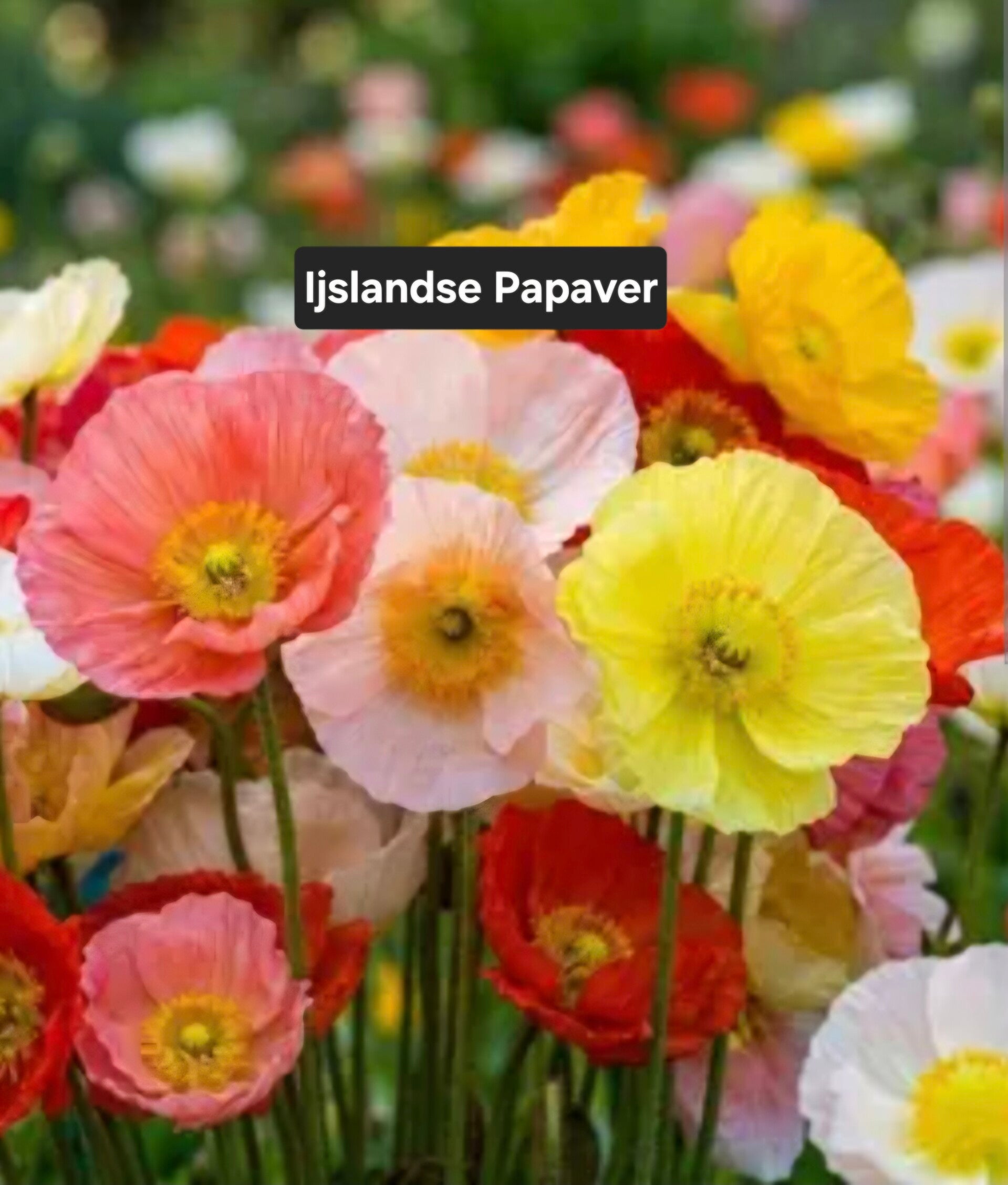 Ijslandse Papaver
