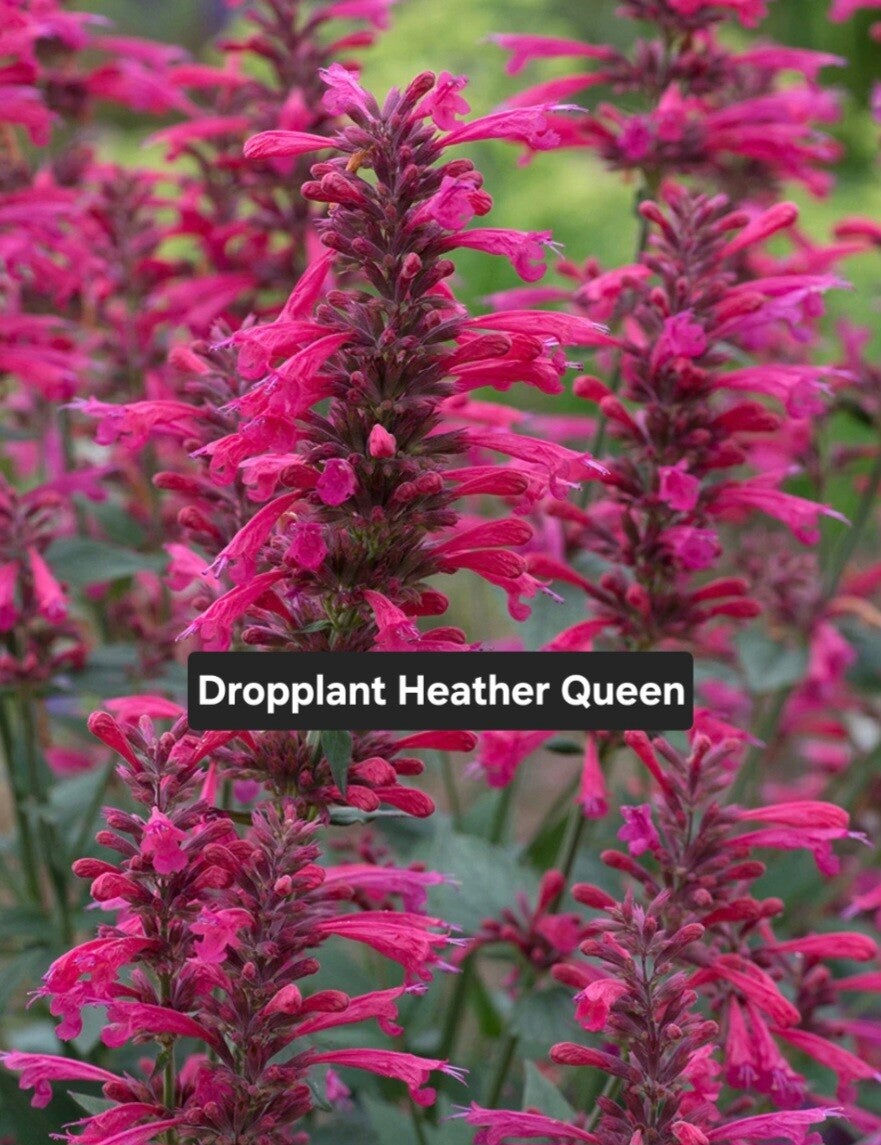 Dropplant Heather Queen