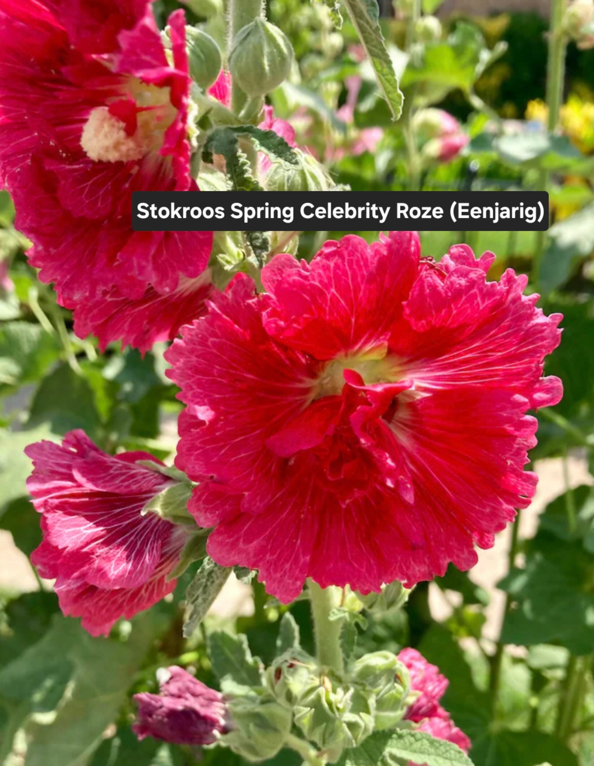 Stokroos Celebrity Pink ( eenjarig)