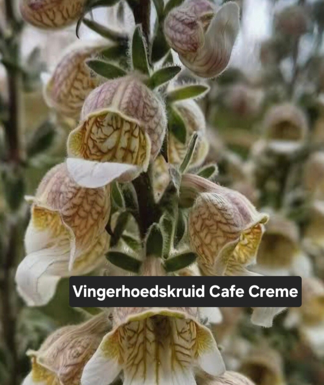 Vingerhoedskruid Creme Cafe