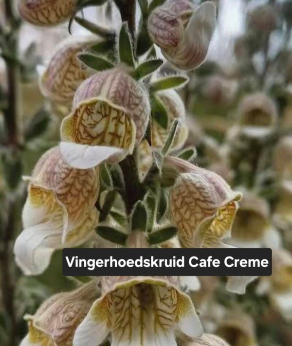 Vingerhoedskruid Creme Cafe