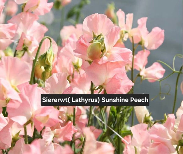 Siererwt (Lathyrus) Sunshine Peach