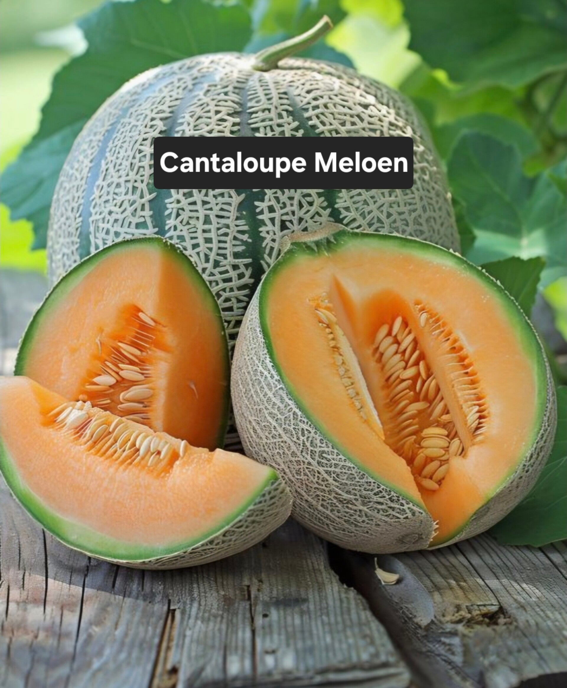 Cantaloupe Meloen