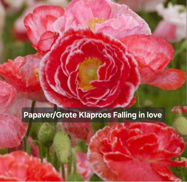 Papaver Falling in love ( roze variaties)