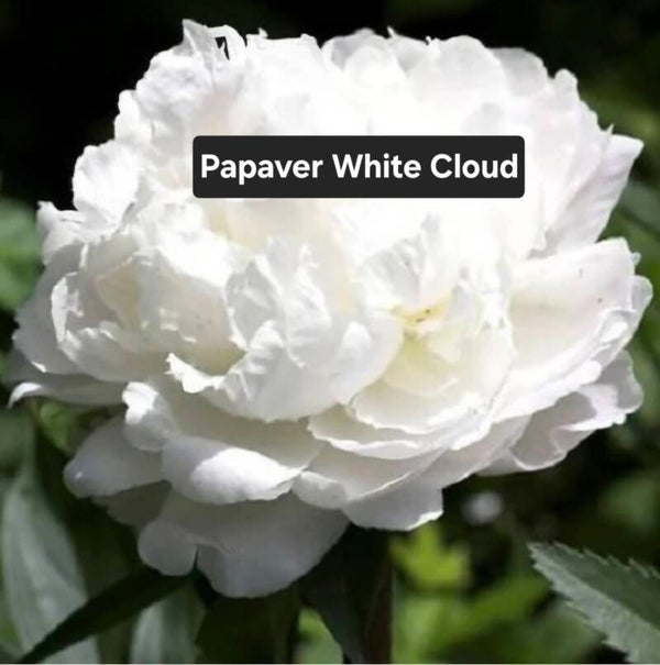 Papaver White Cloud