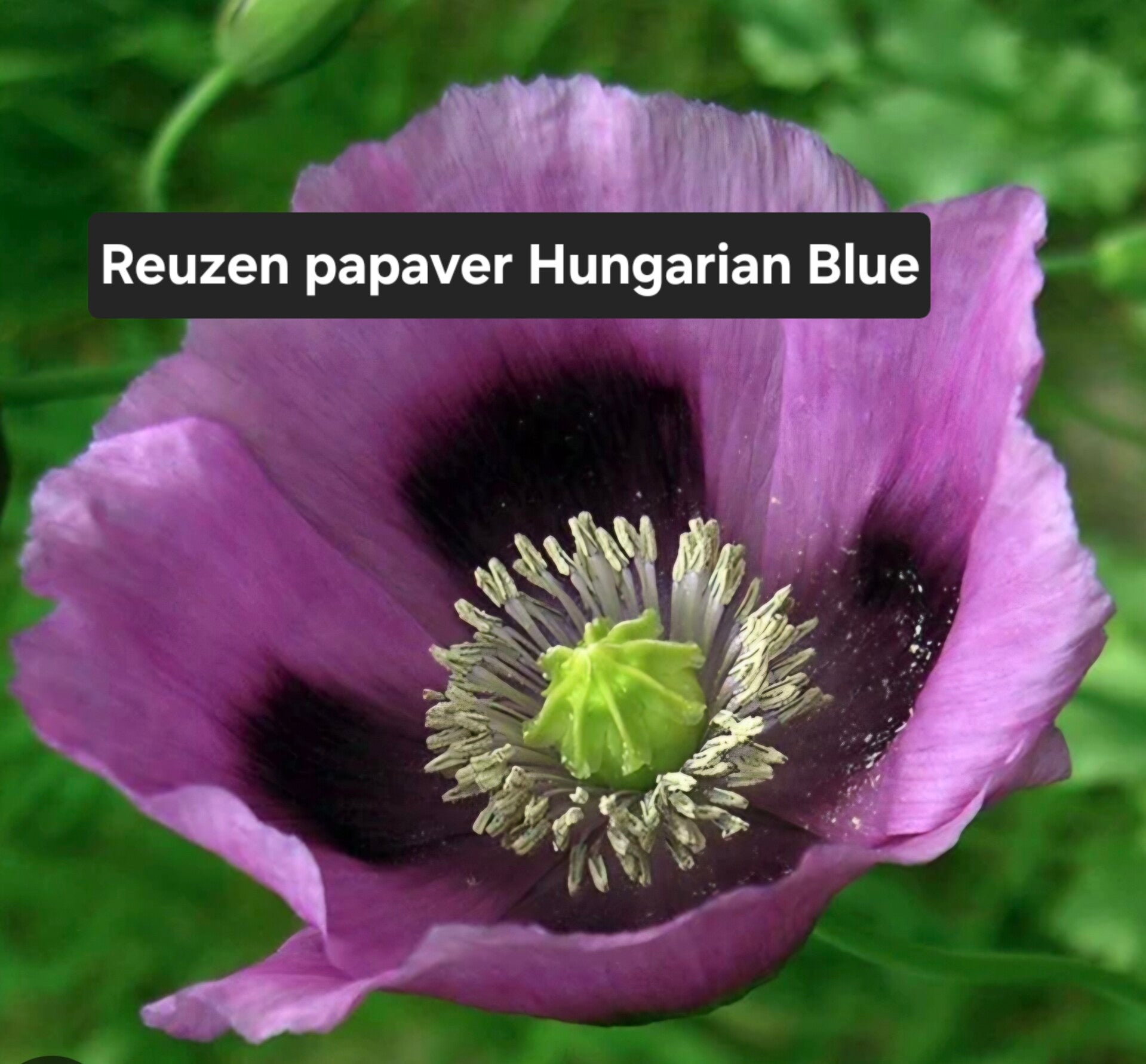 Reuzen papaver Hungarian Blue