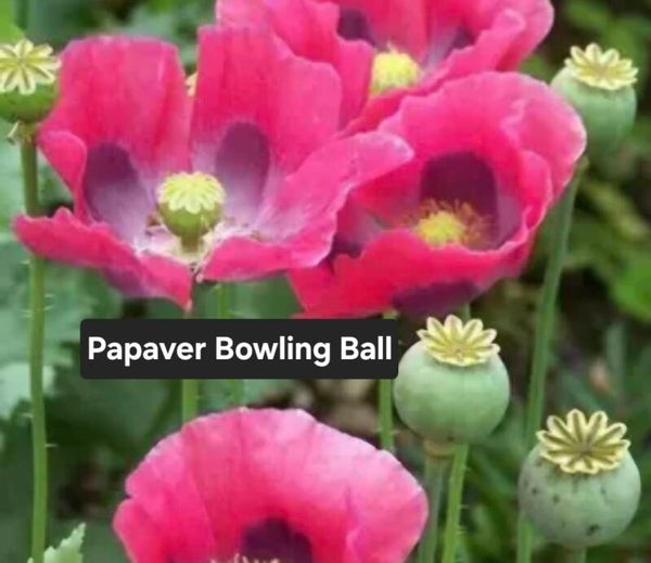 Papaver Bowling Ball
