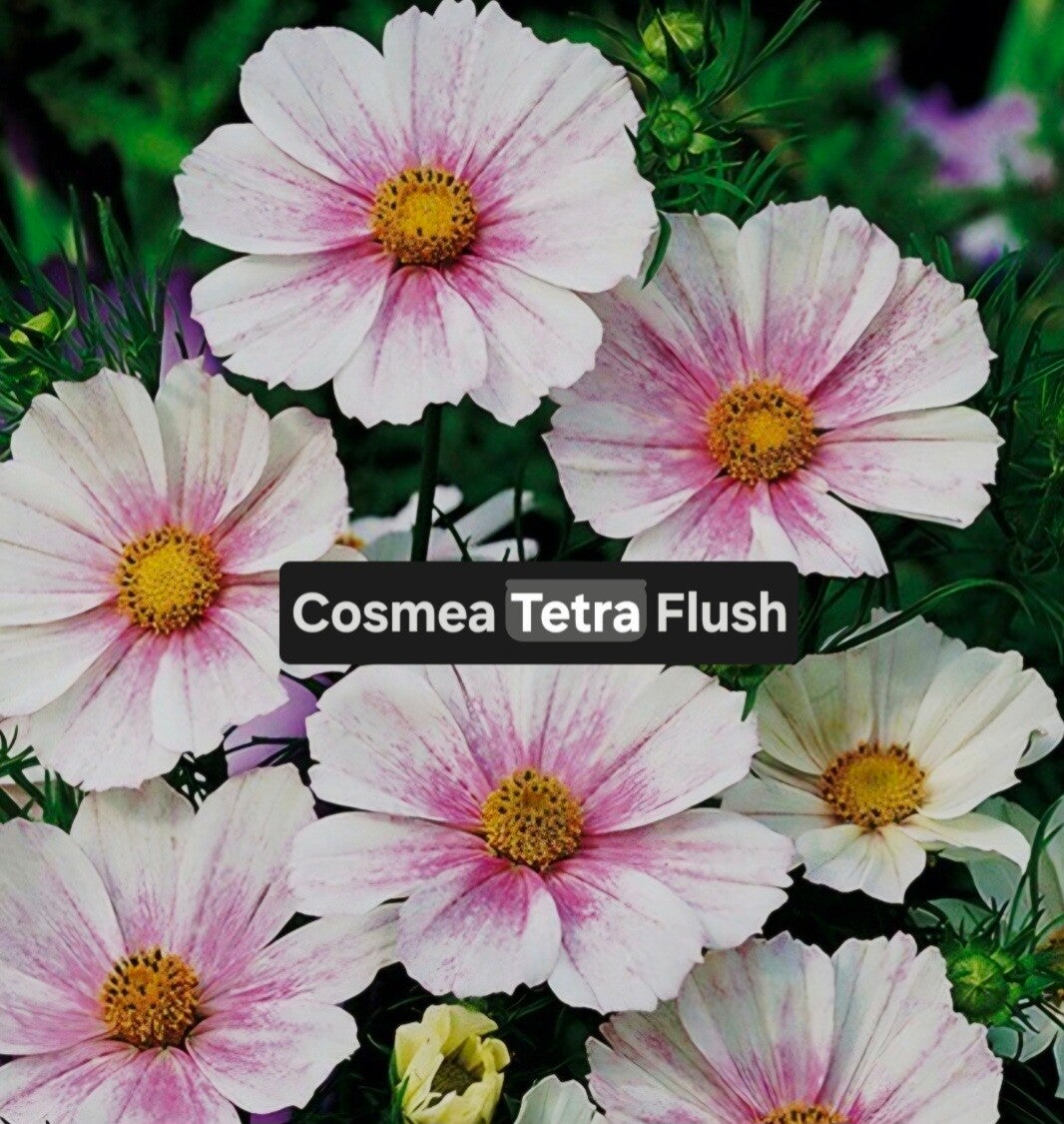 Cosmea Tetra Flush Nieuw