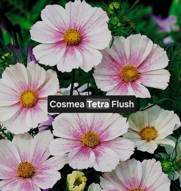 Cosmea Tetra Flush Nieuw