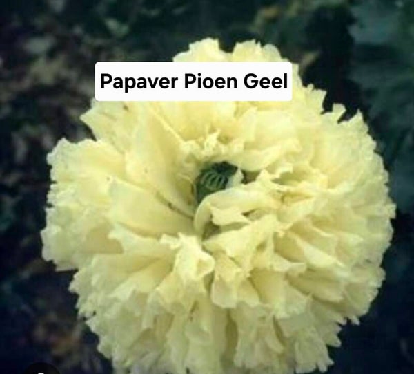 Papaver Pioen Geel