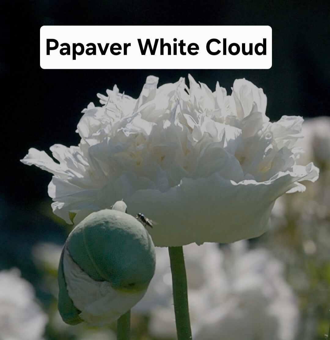 Papaver White Cloud