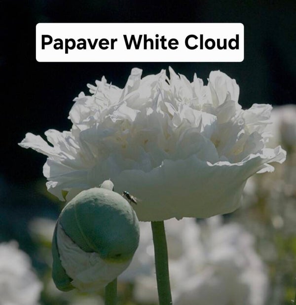 Papaver White Cloud