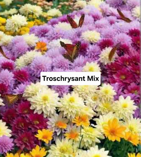 Troschrysanth colour mix