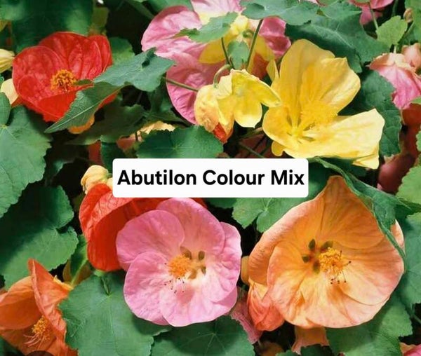 Abutilon Colour Mix