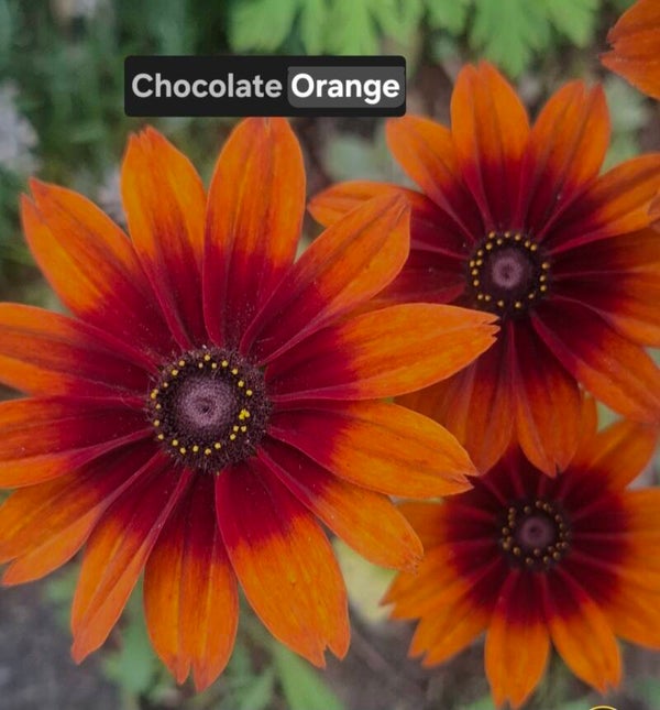 Rudbeckia Chocolate Orange