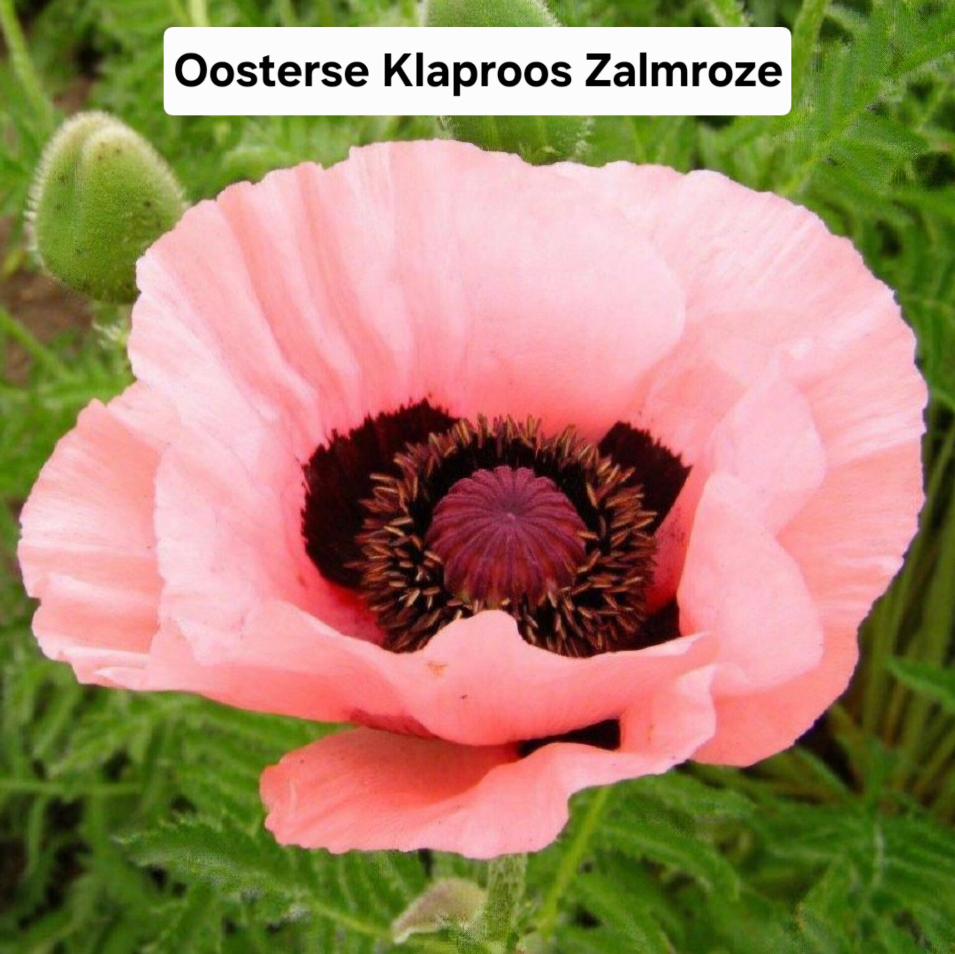 Oosterse klaproos Zalmroze