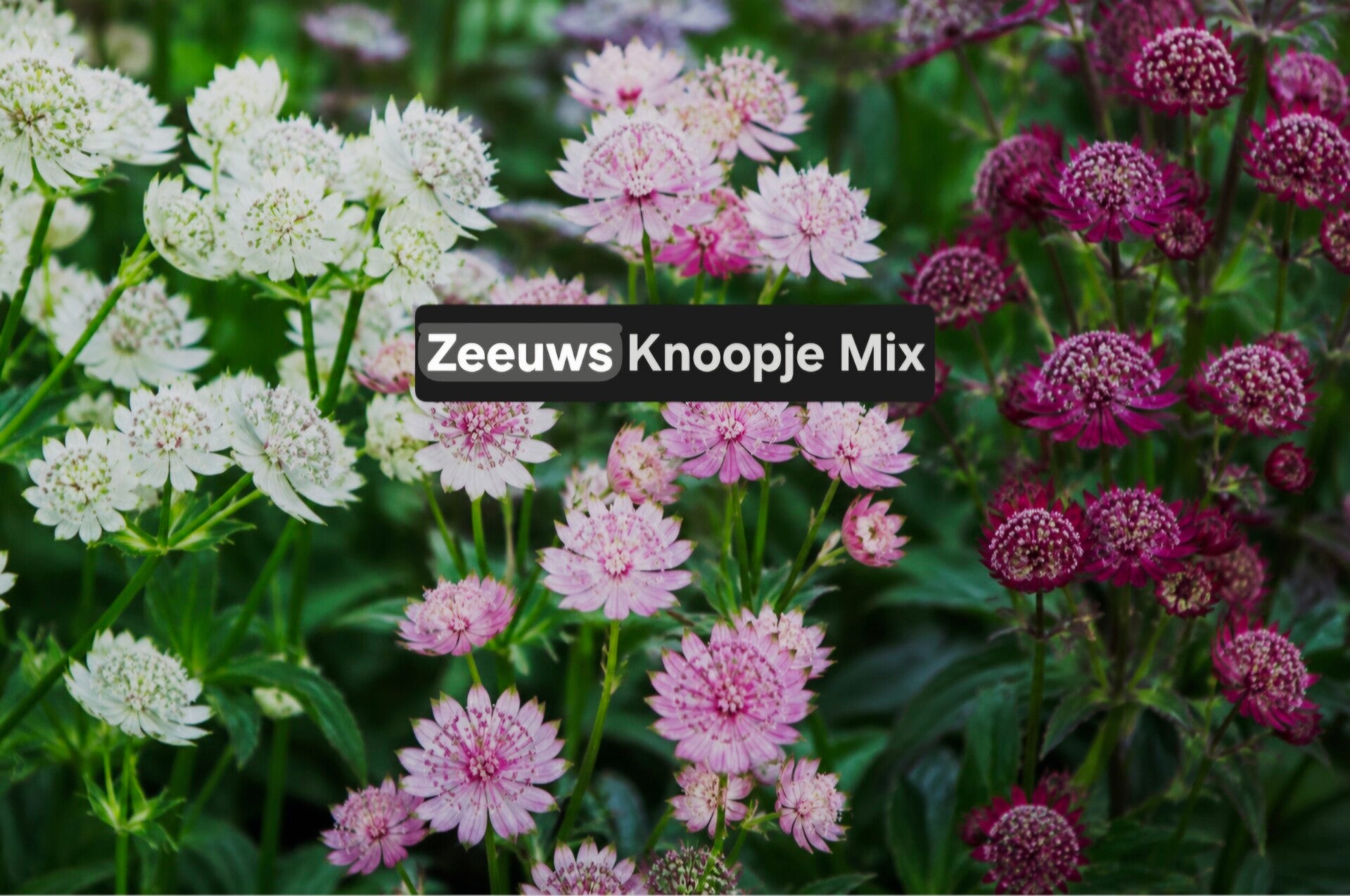 Zadenbientje Zeeuws Knoopje Mix