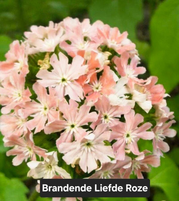 Brandende Liefde Roze