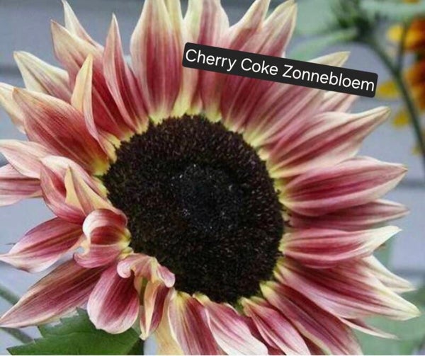 Zonnebloem Cherry Coke