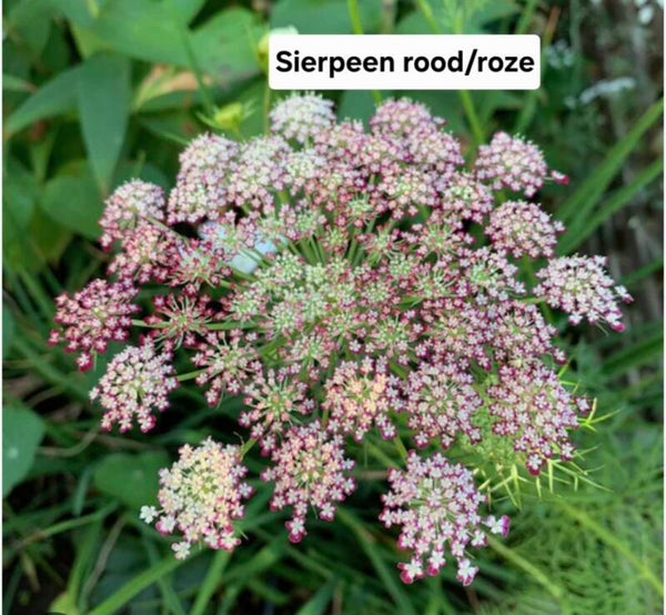 Sierpeen Rood/Roze