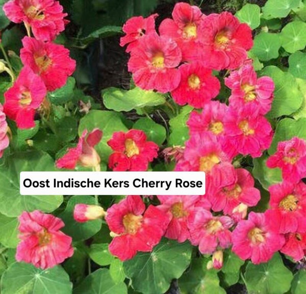 Oost indische kers Cherry Rose