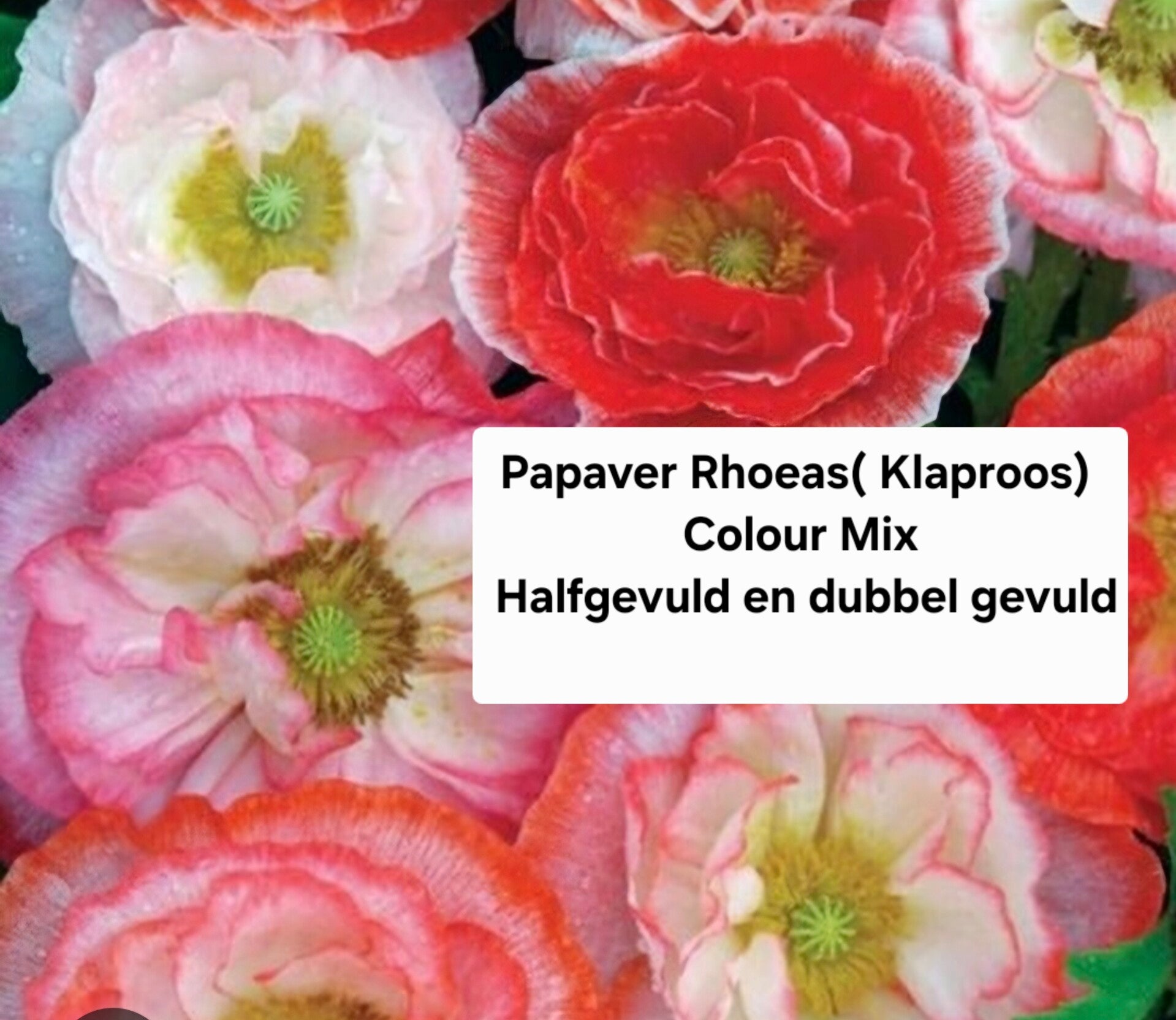 Papaver Rhoeas colour mix halfvol& dubbel bloemig