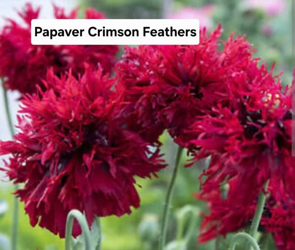 Papaver Crimson Feathers