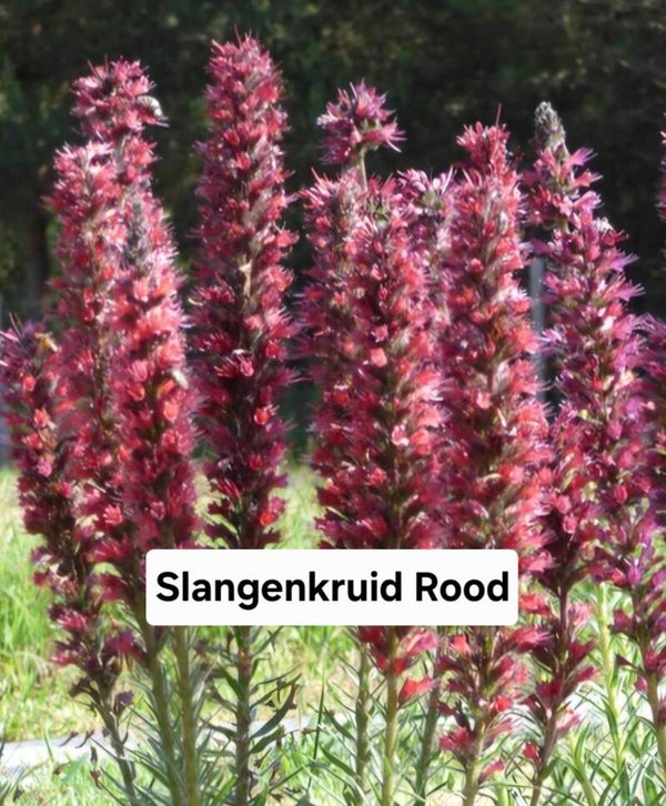 Rood Slangenkruid