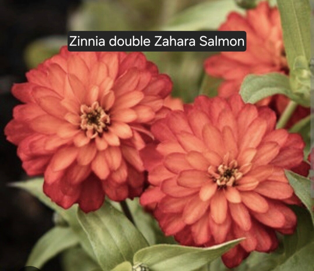 Zinnia double Zahara Salmon