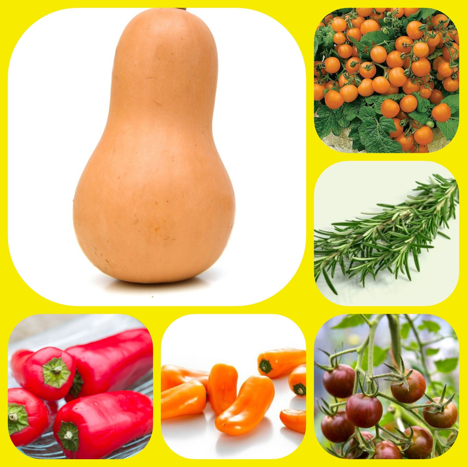 Surprise zaden pakket Groente en Kruiden Medium