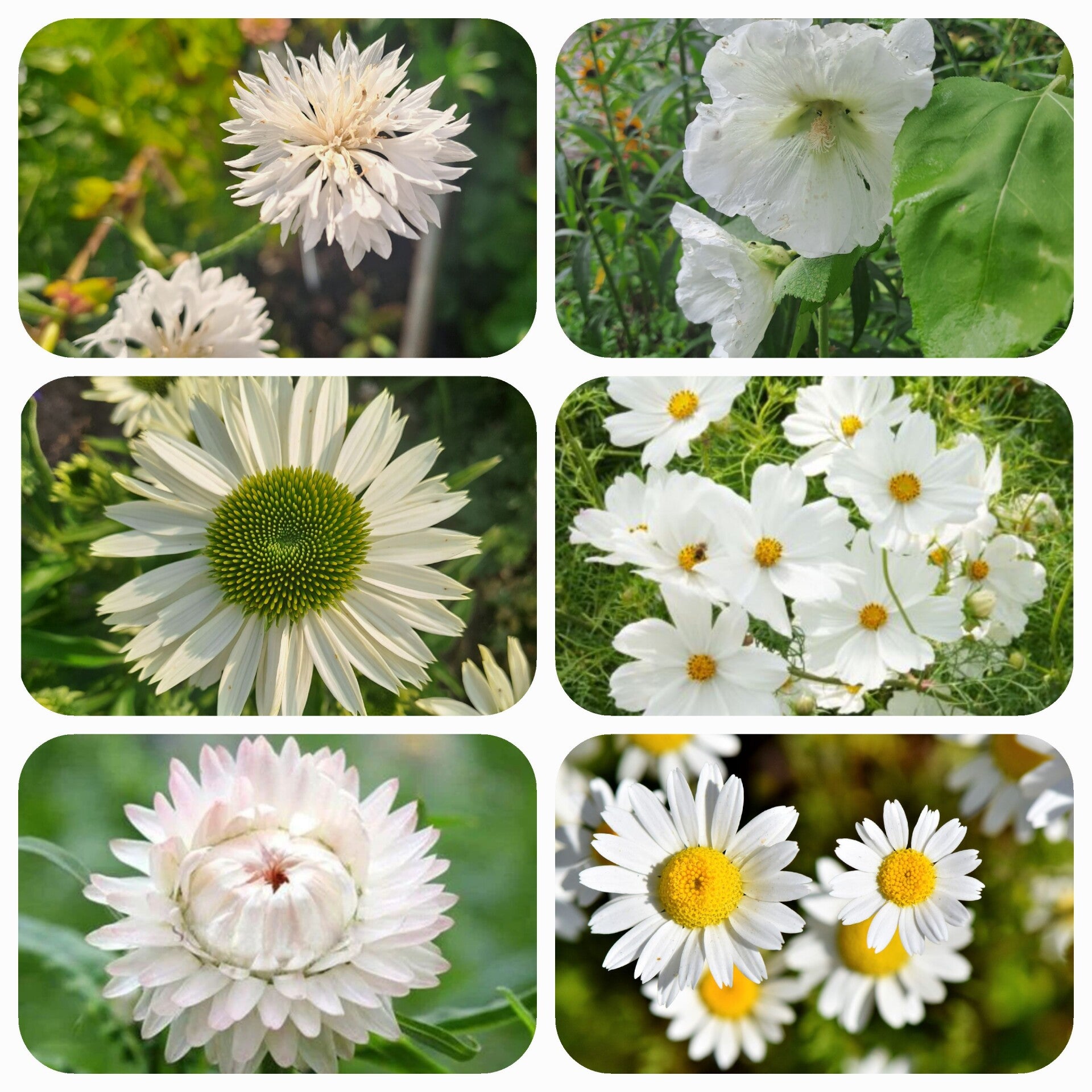 Surprise pakketje witte bloemzaden!