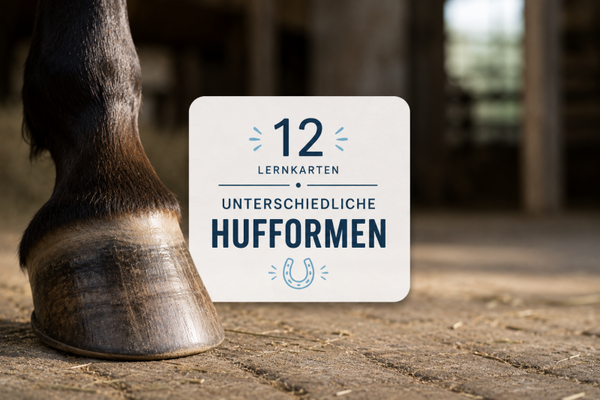 12 Lernkarten A4 Ausgedruckt und Laminiert UNTERSCHIEDLICHE HUFFORMEN