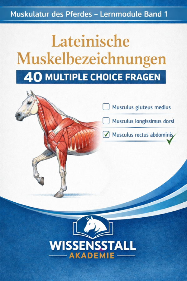 Muskulatur des Pferdes – Band 1 / 40 Multiple-Choice-Fragen zu lateinischen Muskelbezeichnungen - Digital -