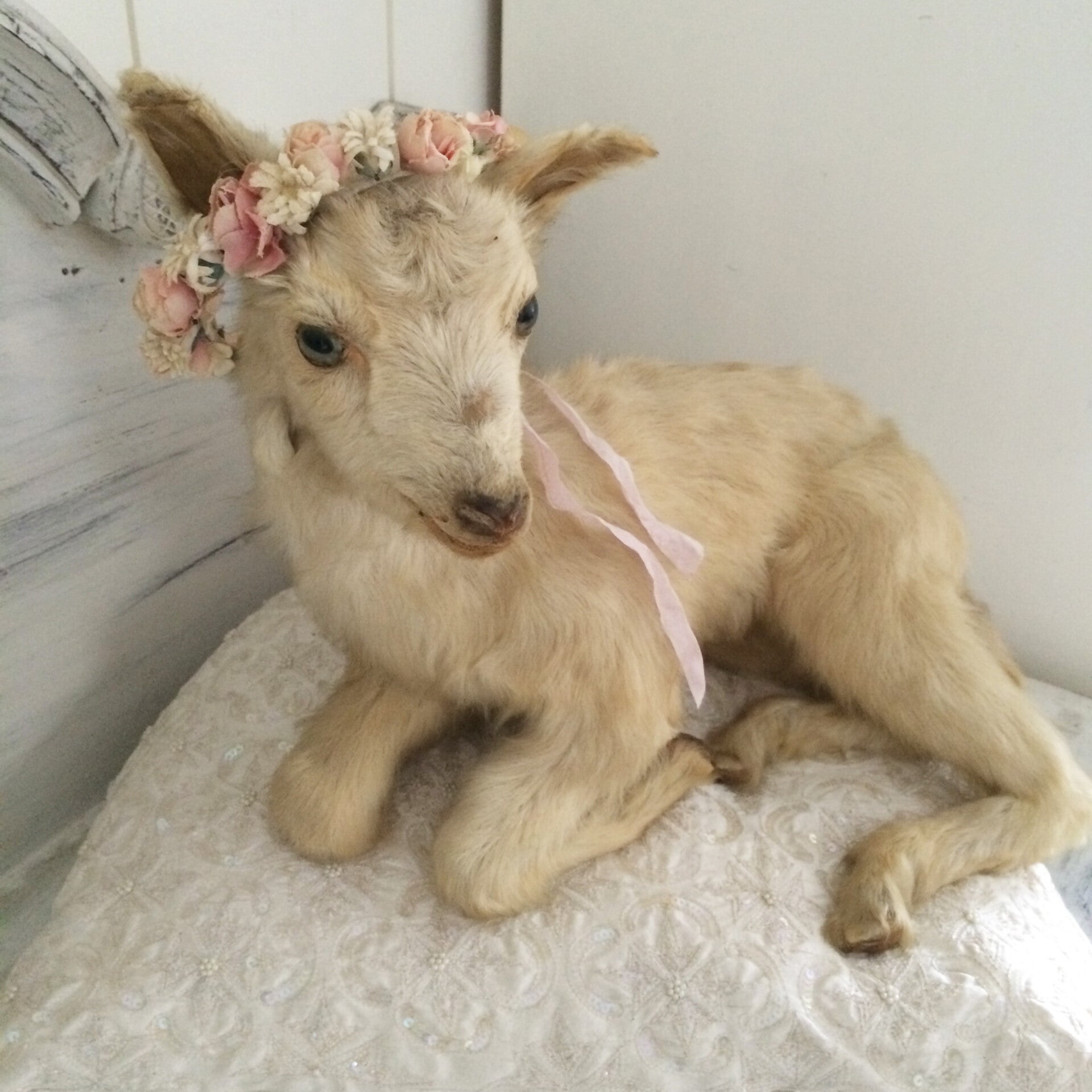 Vintage Taxidermy Goat