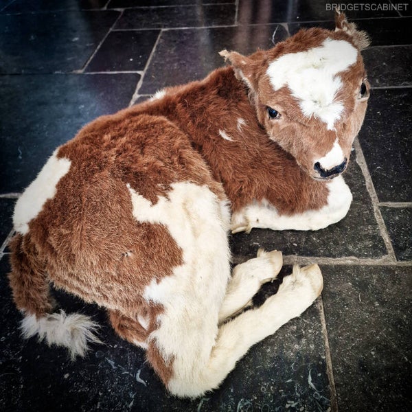 Antique Taxidermy Calf
