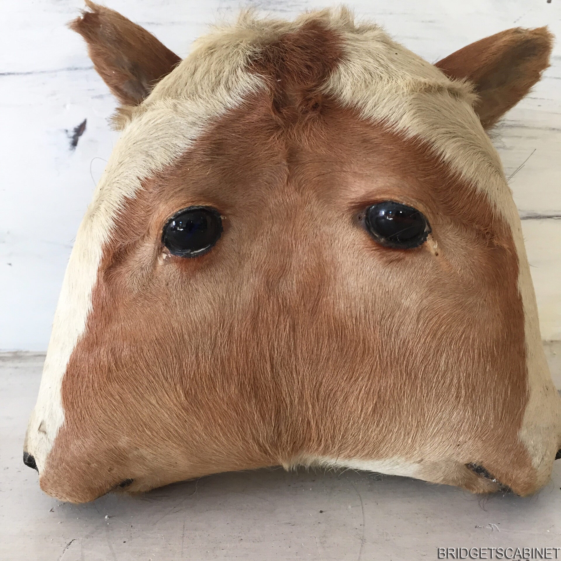 Antique 2-Headed Conjoined Taxidermy Calf