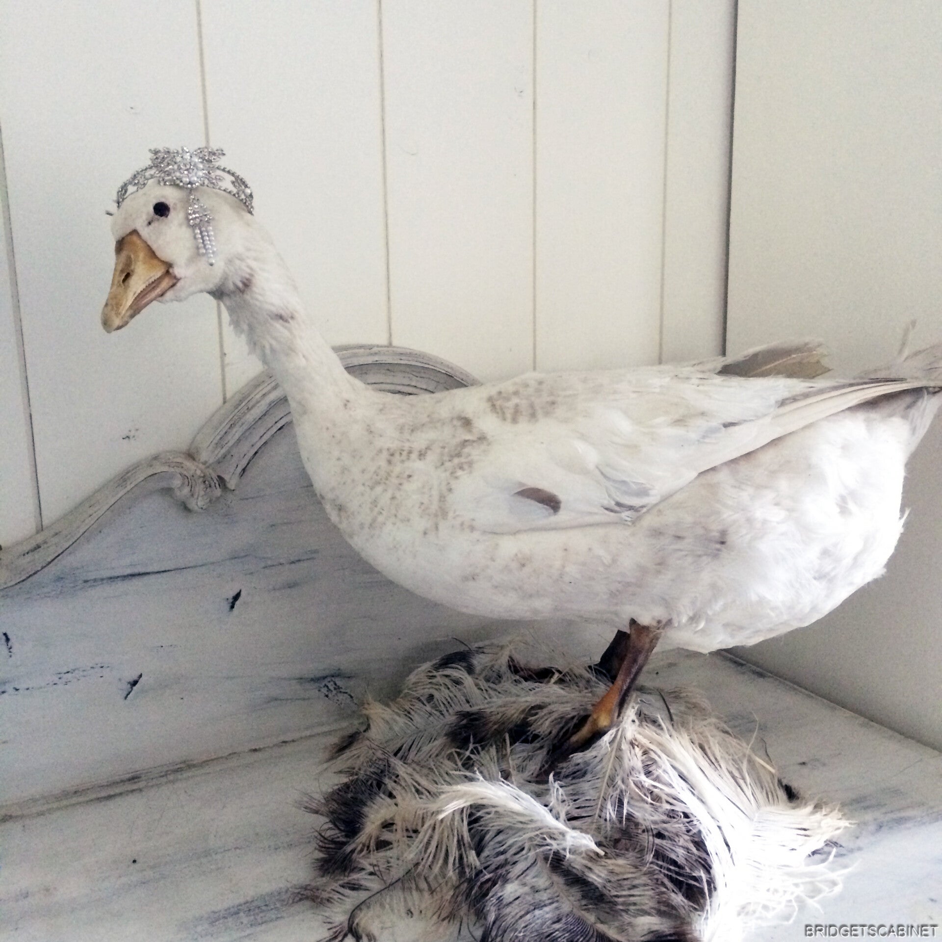 Vintage Taxidermy Goose