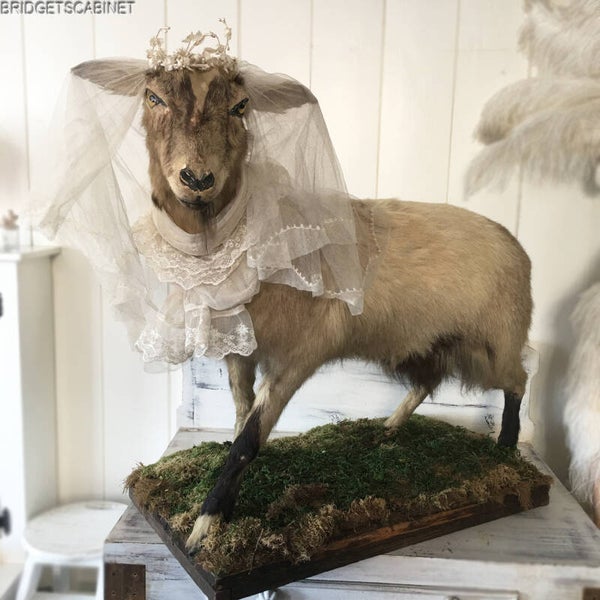 Antique Taxidermy Goat Mounted