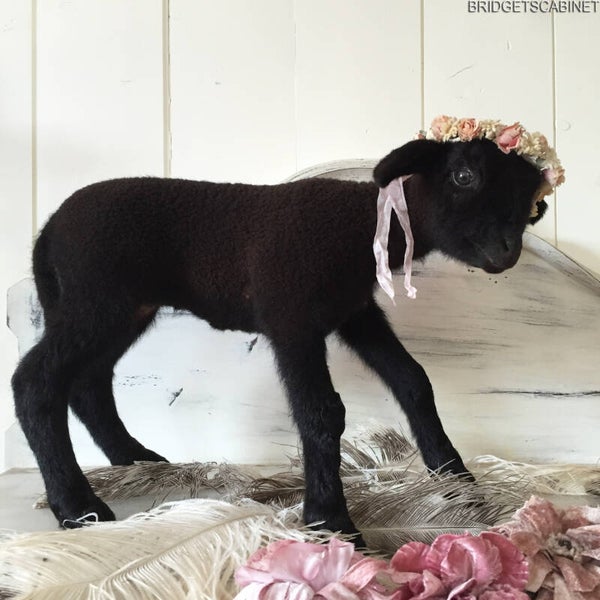 Black Taxidermy Lamb