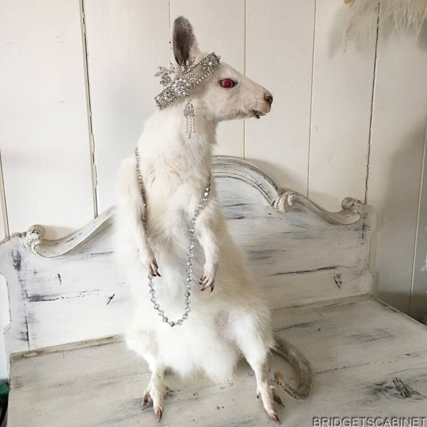 Albino White Taxidermy Wallaby
